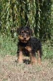 AIREDALE TERRIER 075